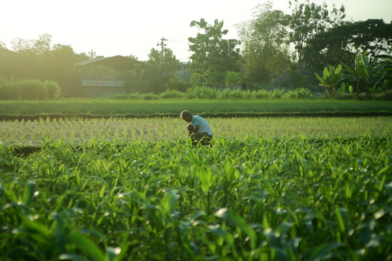A farmer works in a verdant field at sunrise, showcasing agricultures tranquility.